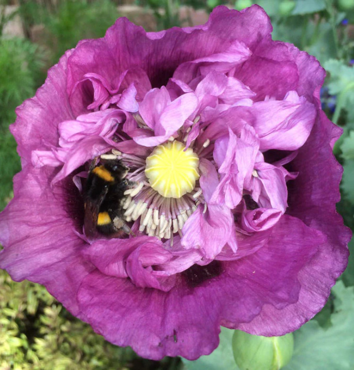 Poppy VIOLETTA BLUSH Pink/Purple LARGE BLOOMS TALL Pollinators NonGMO 1000 Seeds