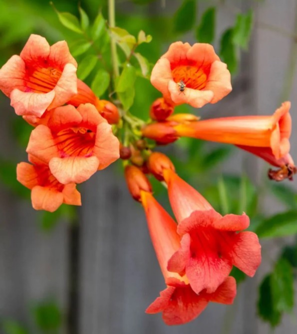 Orange Trumpet Vine 10 Seeds Organic