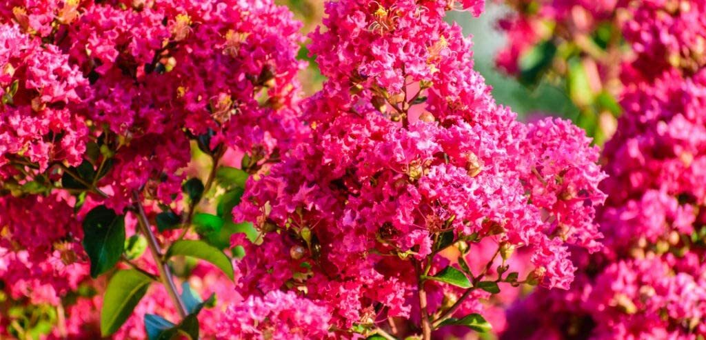 20 Crape Myrtle Bonsai Tree Seeds Exotic Bark and Vibrant Flowers