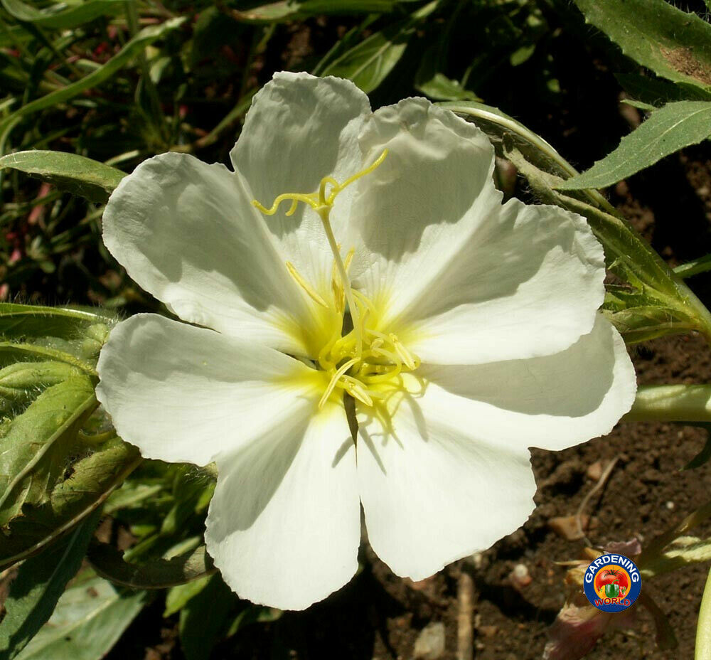 White Evening Primrose Flower Seeds Oenothera pallida (1000 to 25,000 SEEDS)