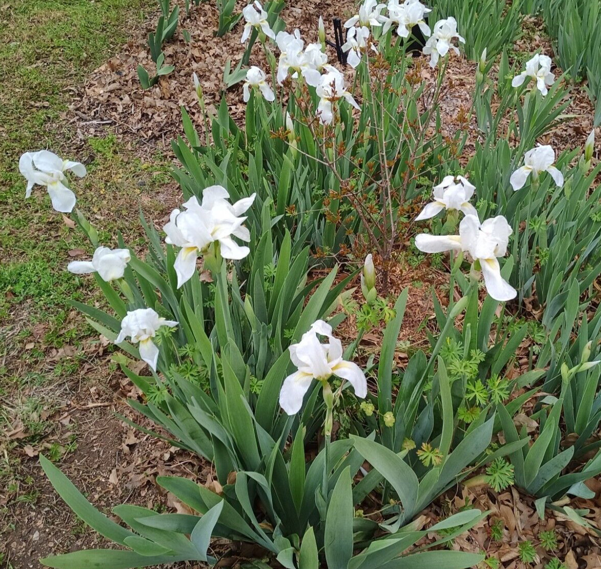 (10) WHITE TALL BEARDED IRIS RHIZOME LIVE ROOT GARDEN PLANTS LOVE SPRING FLOWERS