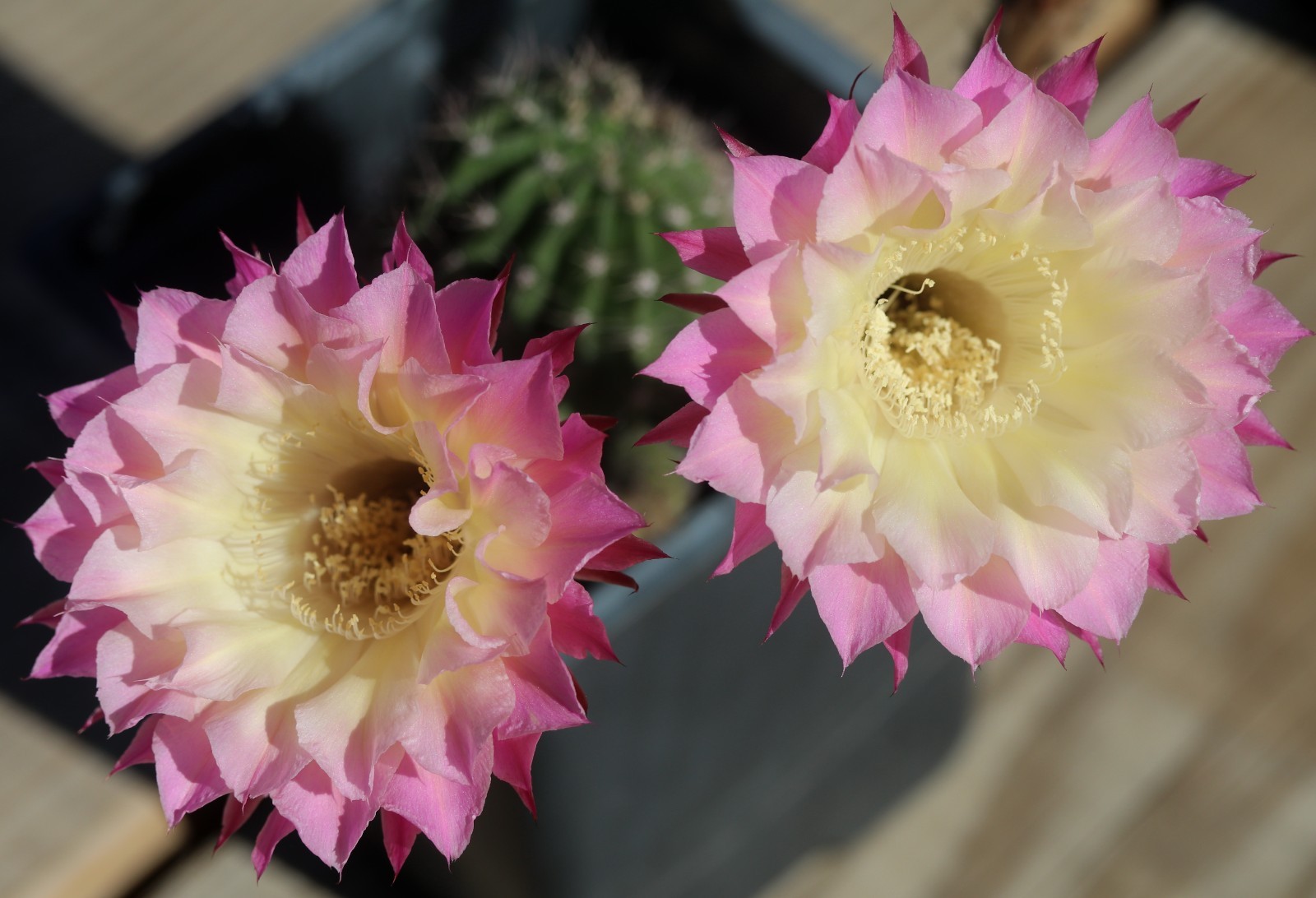 Echinopsis hybrid ‘Pandora’