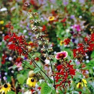 Texas & Oklahoma Wildflower Seed Mix – 1 lb. Drought-Tolerant, Blend of Annua…