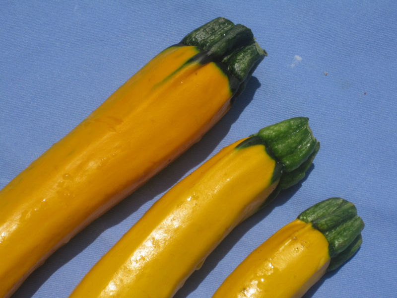 squash, ZUCCHINI GOLDEN YELLOW – 20 seeds! GroCo USA – BUY ANY 10 – SHIPS FREE