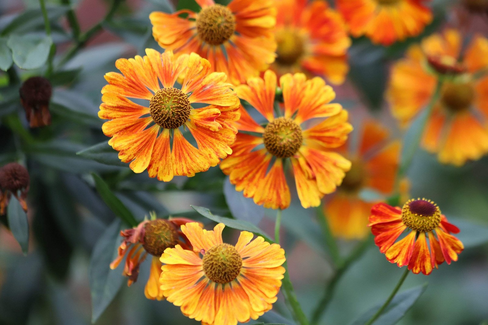 100 HELENIUM AUTUMN LEAVES Mix Helenium Autumnale Sneezeweed Flower Seeds
