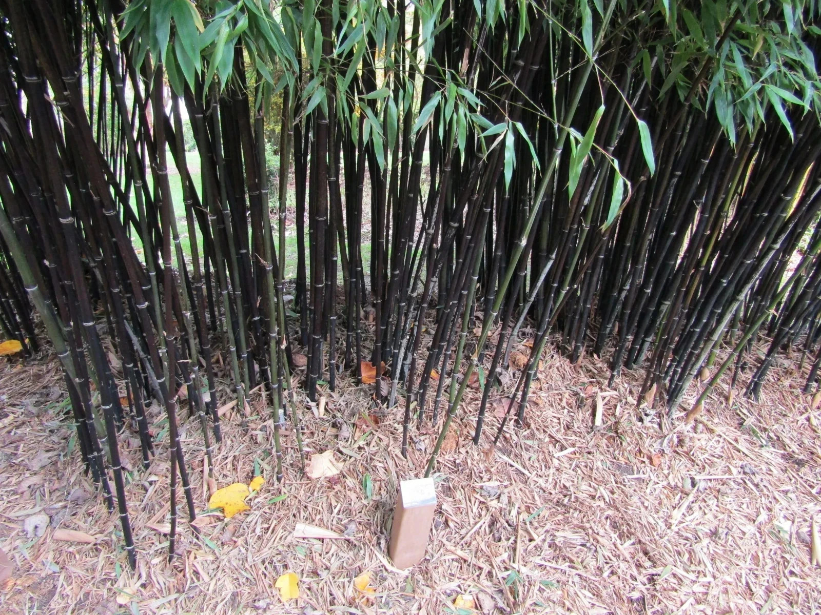 100+ Black Bamboo Seeds – Bonsai, Garden & Home Decoration, Cold Resistant, USA