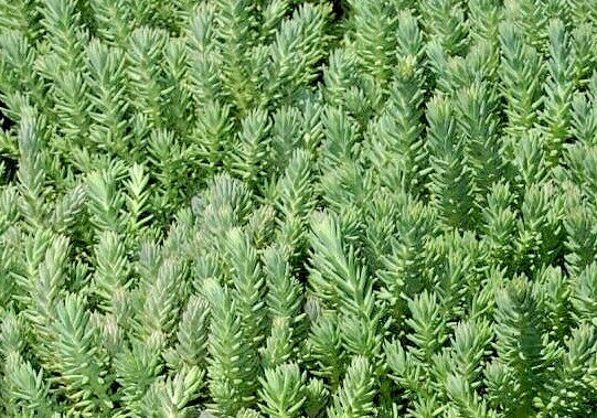 SEDUM BLUE SPRUCE 200 SEEDS, HARDY SEDUM, YELLOW FLOWERS IN SUMMER, EZ TO GROW.