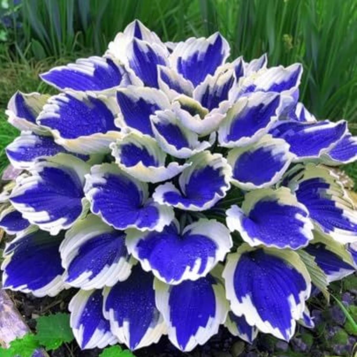 Low Maintenance Heart-Shaped Hosta Seeds – 350+ Plants to Attract Hummingbirds