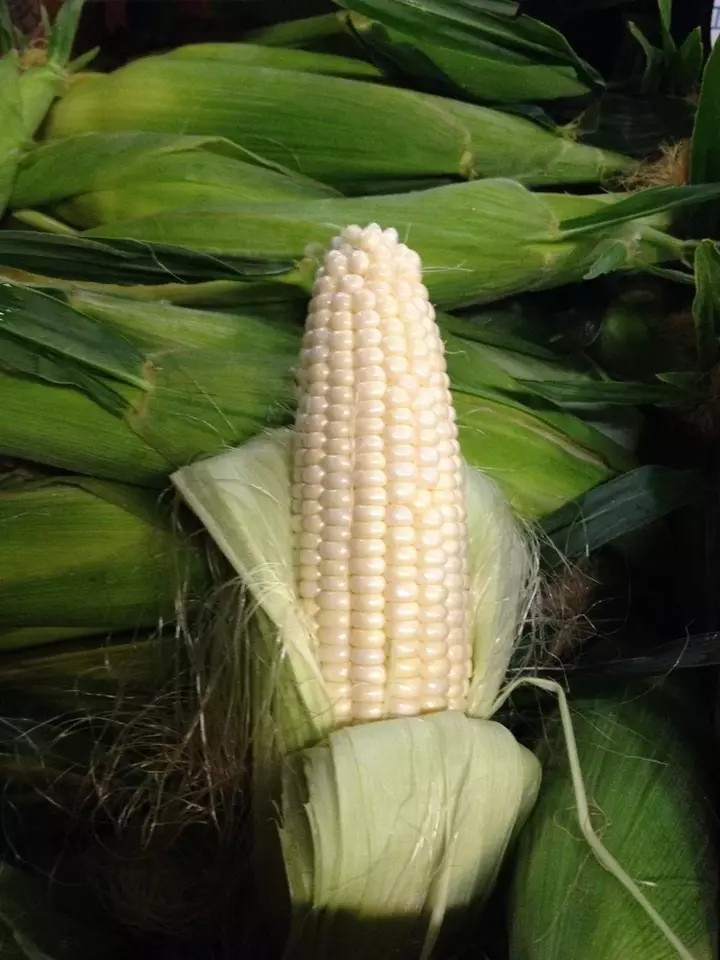120+ Truckers Favorite White Corn – Non GMO – Heirloom – Organic – FRESH