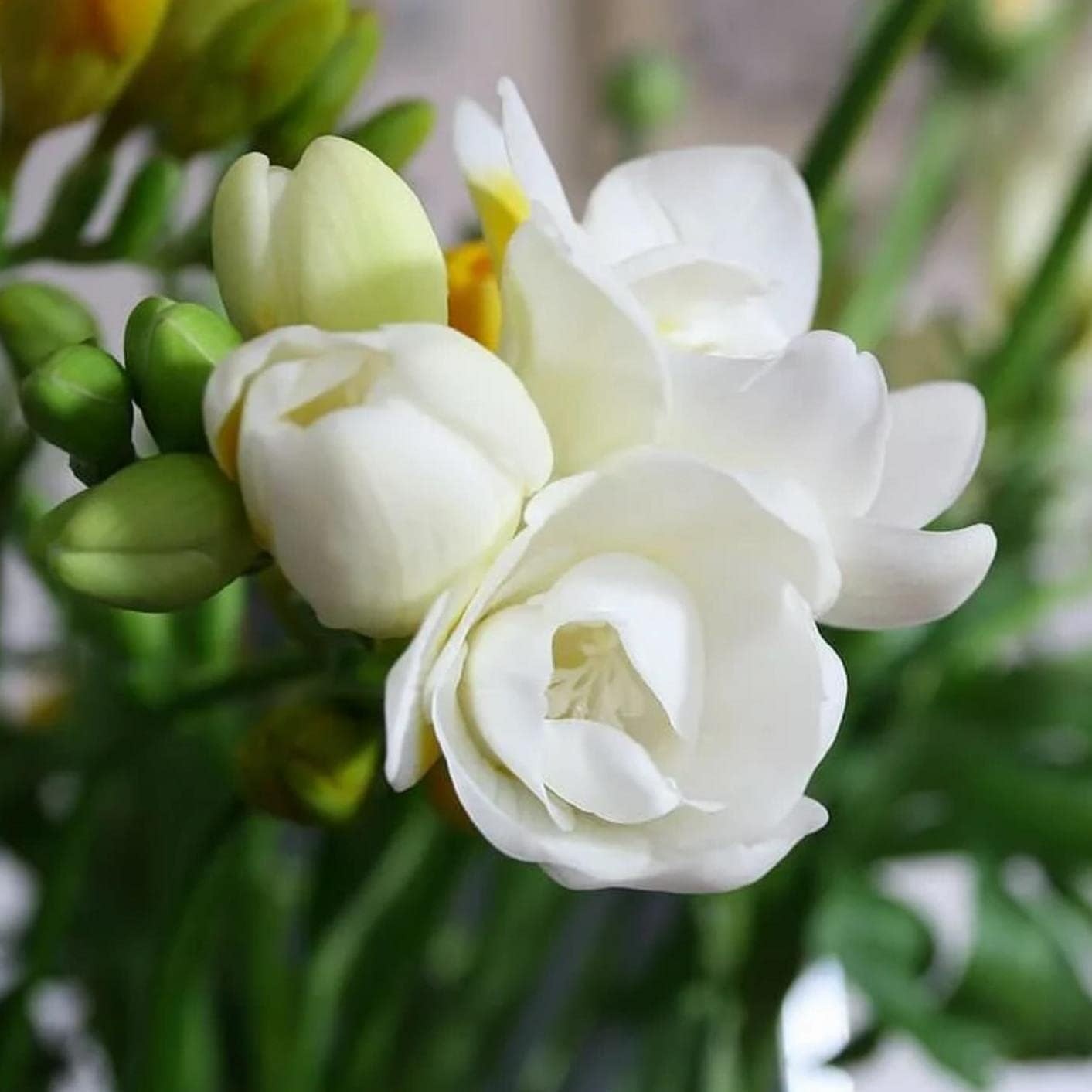 200+ Climbing Jasmine Flower Seeds | Non-GMO Fragrant Plant Seeds for Garde