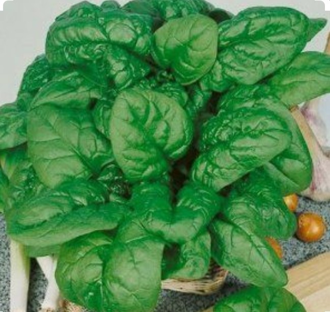 200 Bloomsdale Spinach Seeds-Non GMO-Open Pollinated-Organic-Cool Weather.