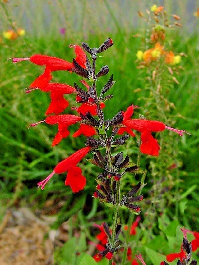301+SCARLET SAGE Flower Seeds Wildflower Garden Container Drought Heat Cold Easy