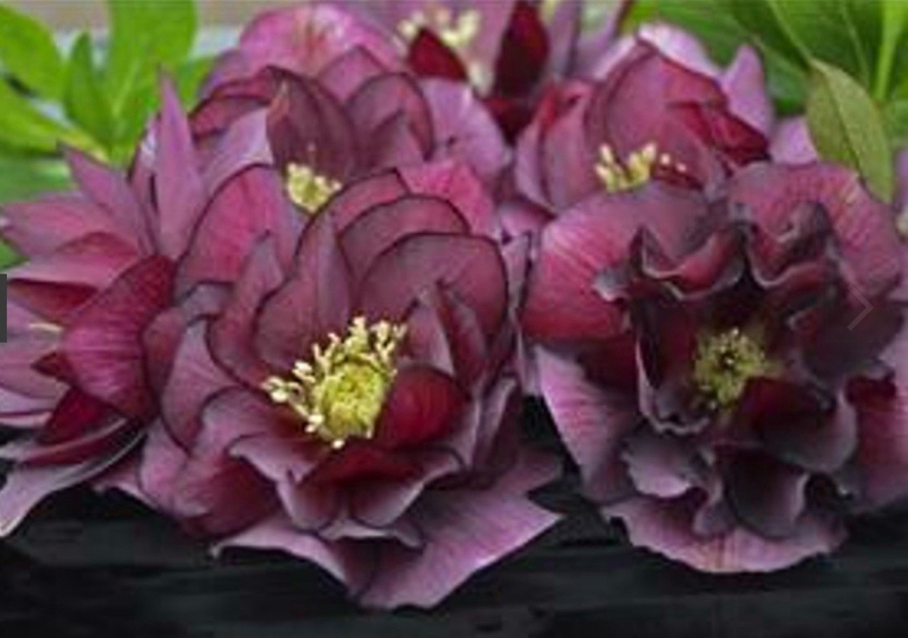 (3) Helleborus True Love Live Plant. Package Deal!
