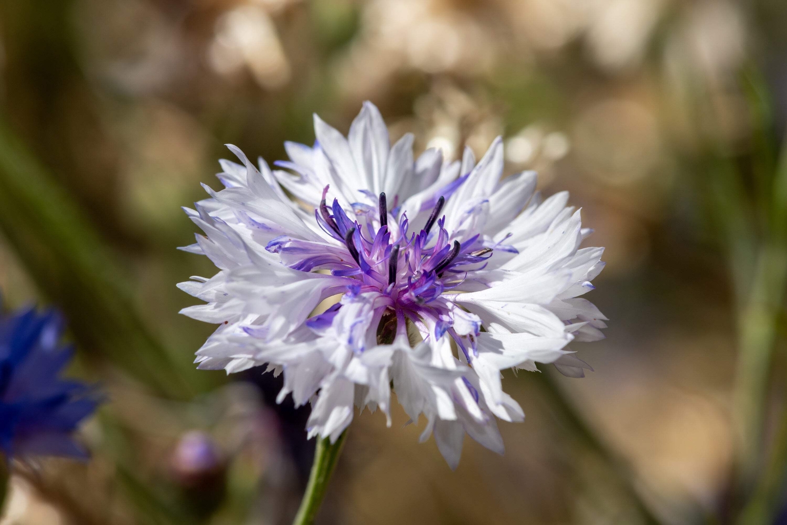750 White BACHELOR’S BUTTON / CORNFLOWER Centaurea Cyanus Flower Seeds