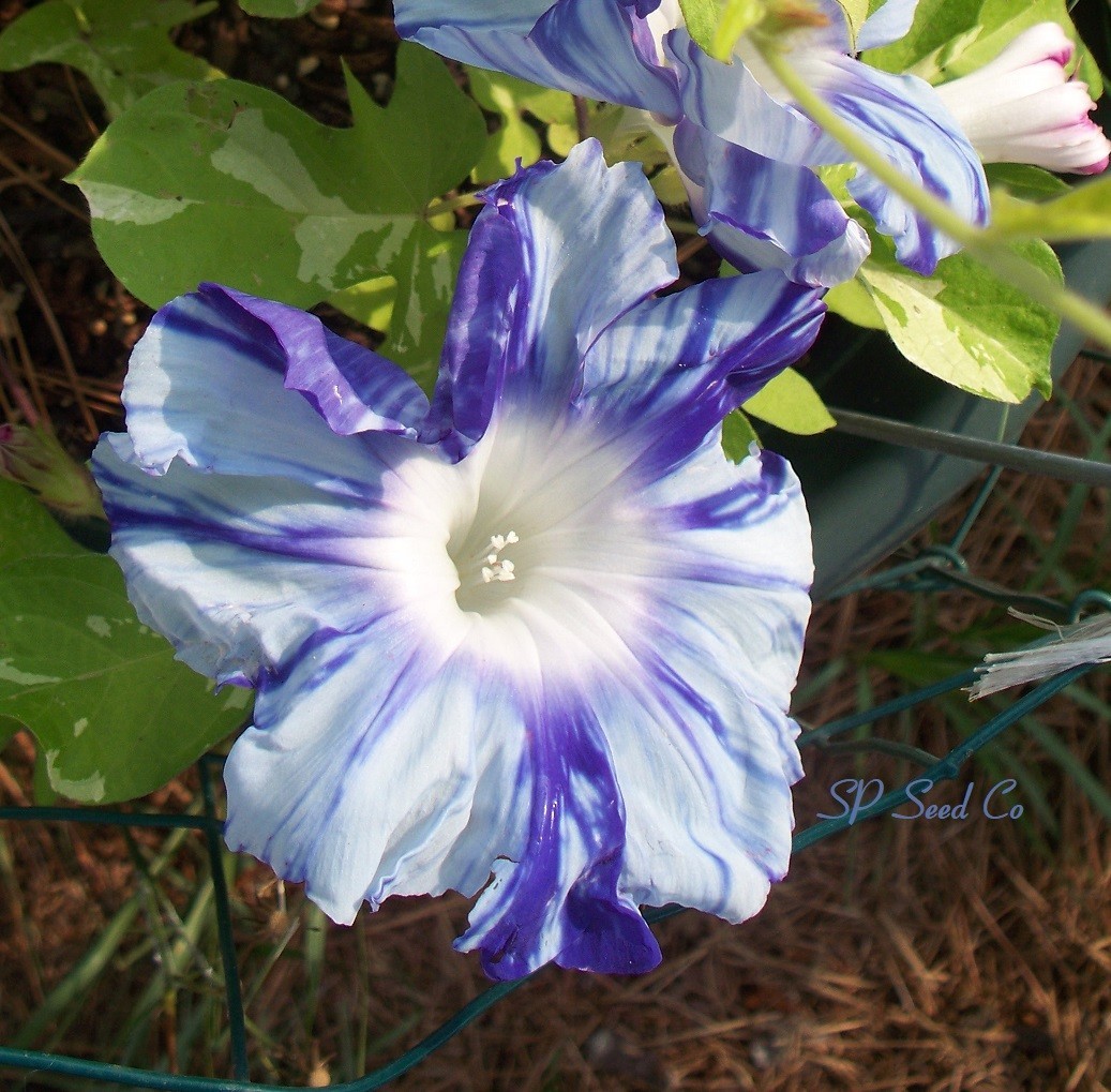 Matsukaze – The Wind in the Pines – Japanese Morning Glory Seeds – ipomoea Nil
