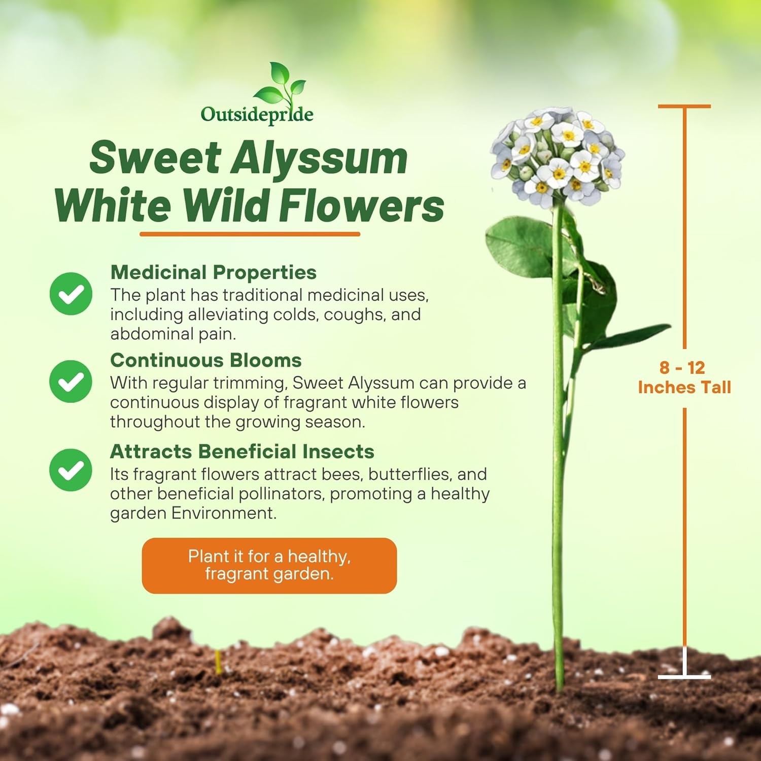 5 LBS White Sweet Alyssum Seeds For Planting | Lobularia Maritima |