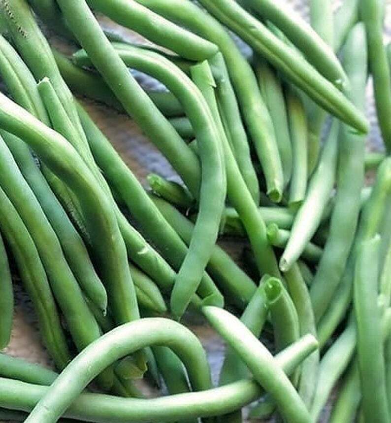 Provider Bush Green Bean Seeds, NON-GMO, Variety Sizes Sold, FREE SHIPPING