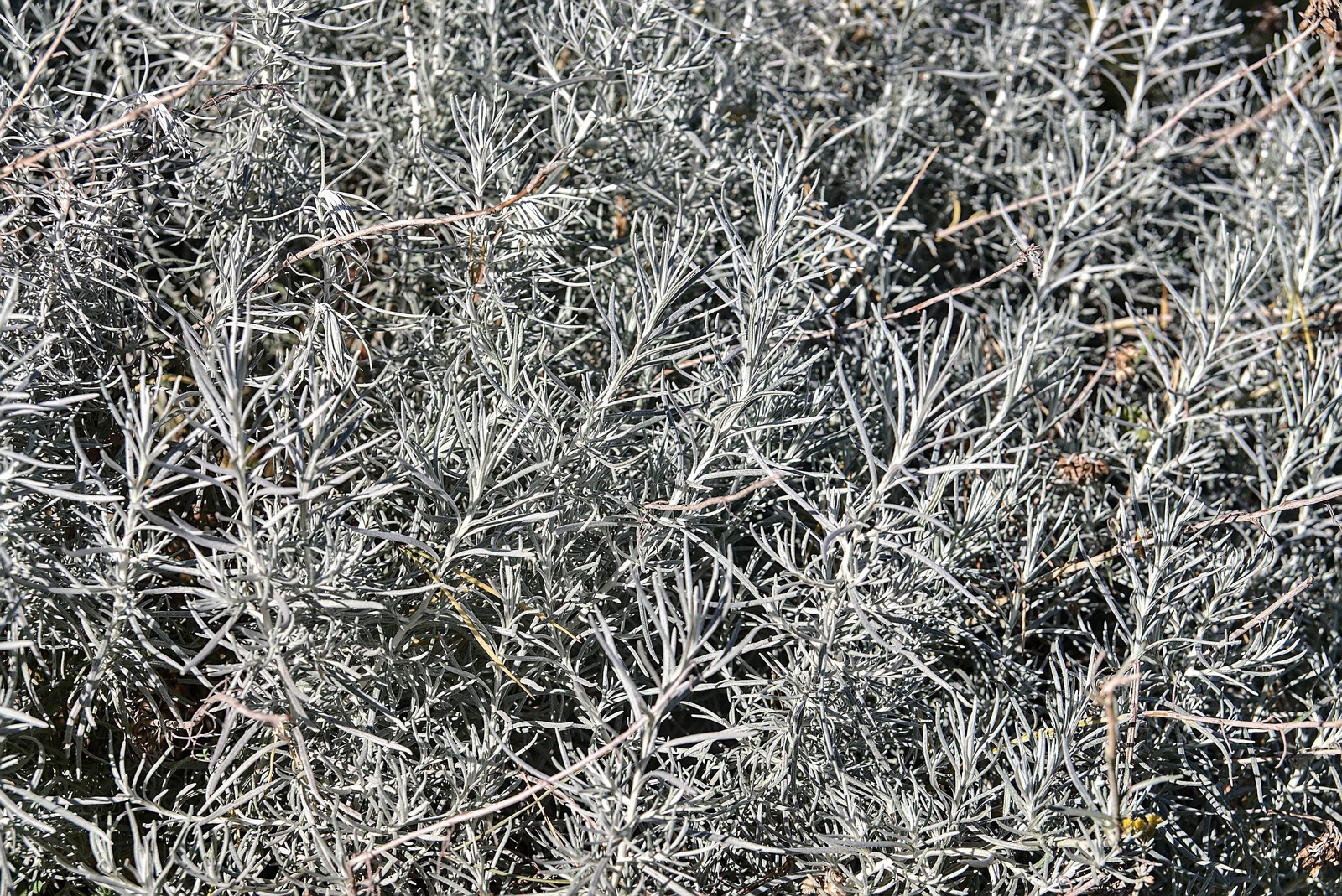 100 SILVER SAGEBRUSH Artemisia Cana Dwarf Sagebrush Wormwood Herb Flower Seeds