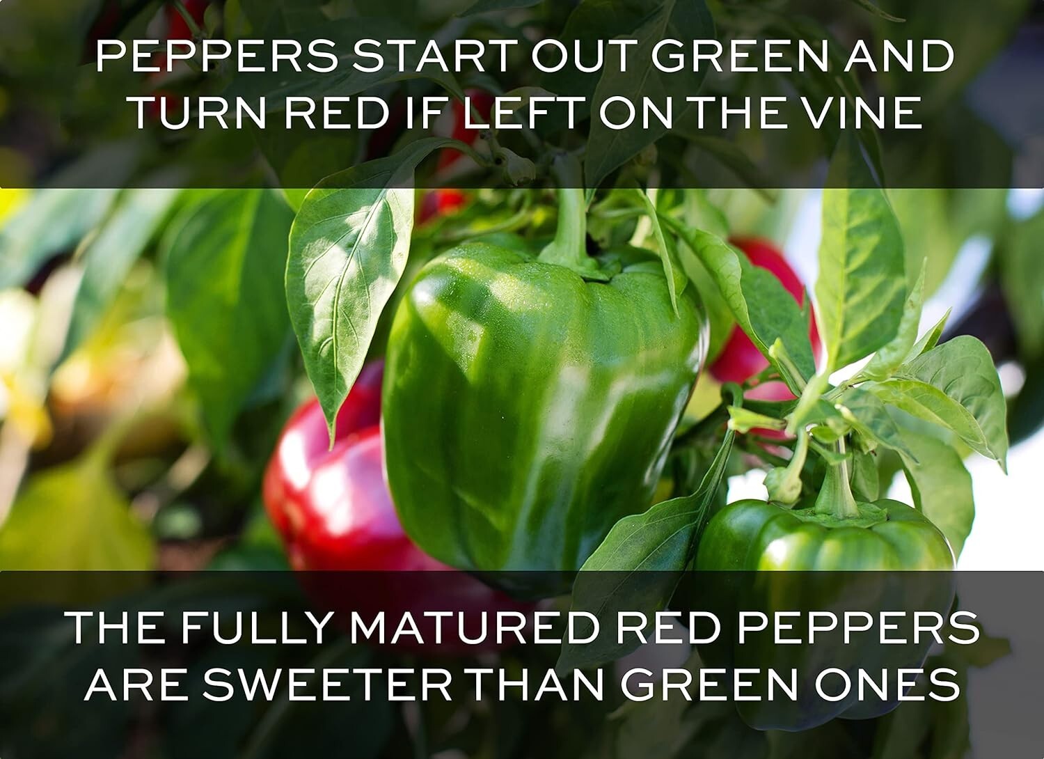 55+ California Wonder Bell Pepper BIG Heirloom Seeds NON-GMO Fresh Garden FAST
