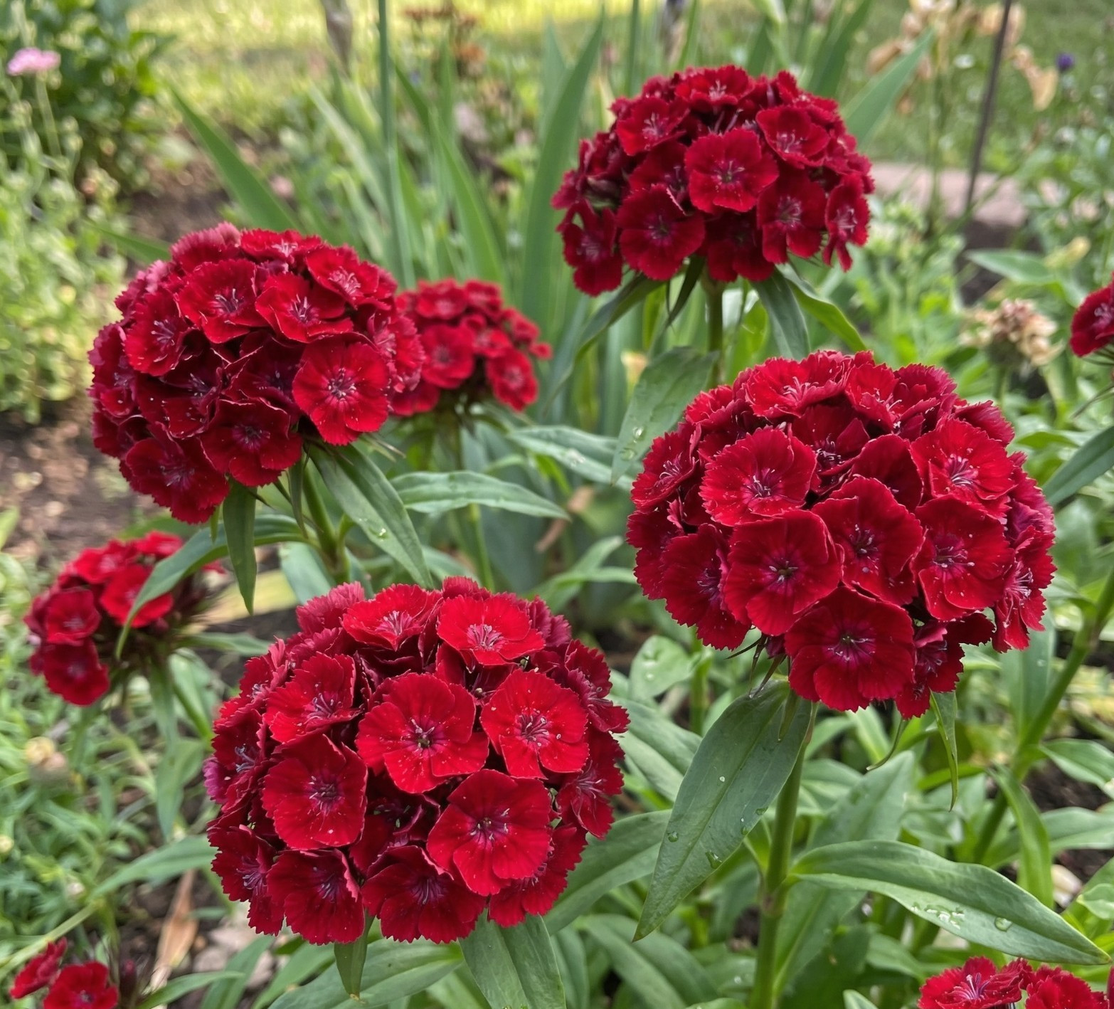 Sweet William BARCELONA RED Organic Dianthus Fragrant CutFlower Garden 100 Seeds