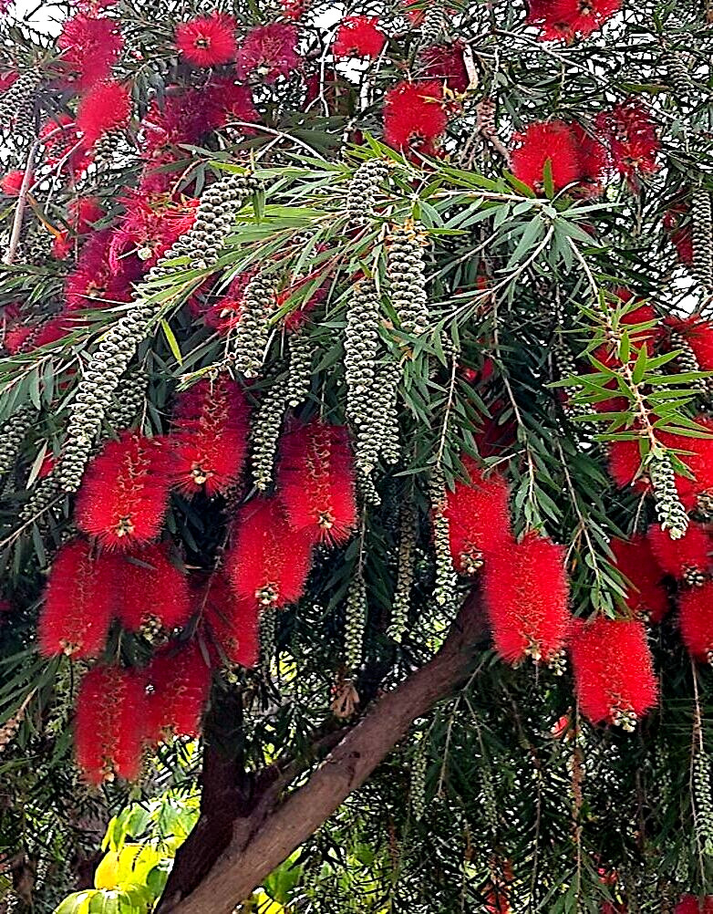 50 WEEPING BOTTLEBRUSH Flower Tree Seeds Garden Plant (Callistemon viminalis)