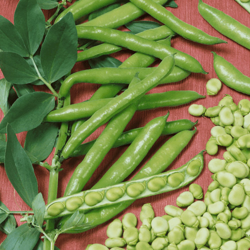 Organic Giant Broad Windsor Fava Bean, Non GMO