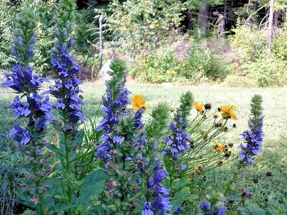 GIANT BLUE LOBELIA 243 SEEDS, LOBELIA SIPHILITICA HARDY, EZ TO GROW, USA SELLER