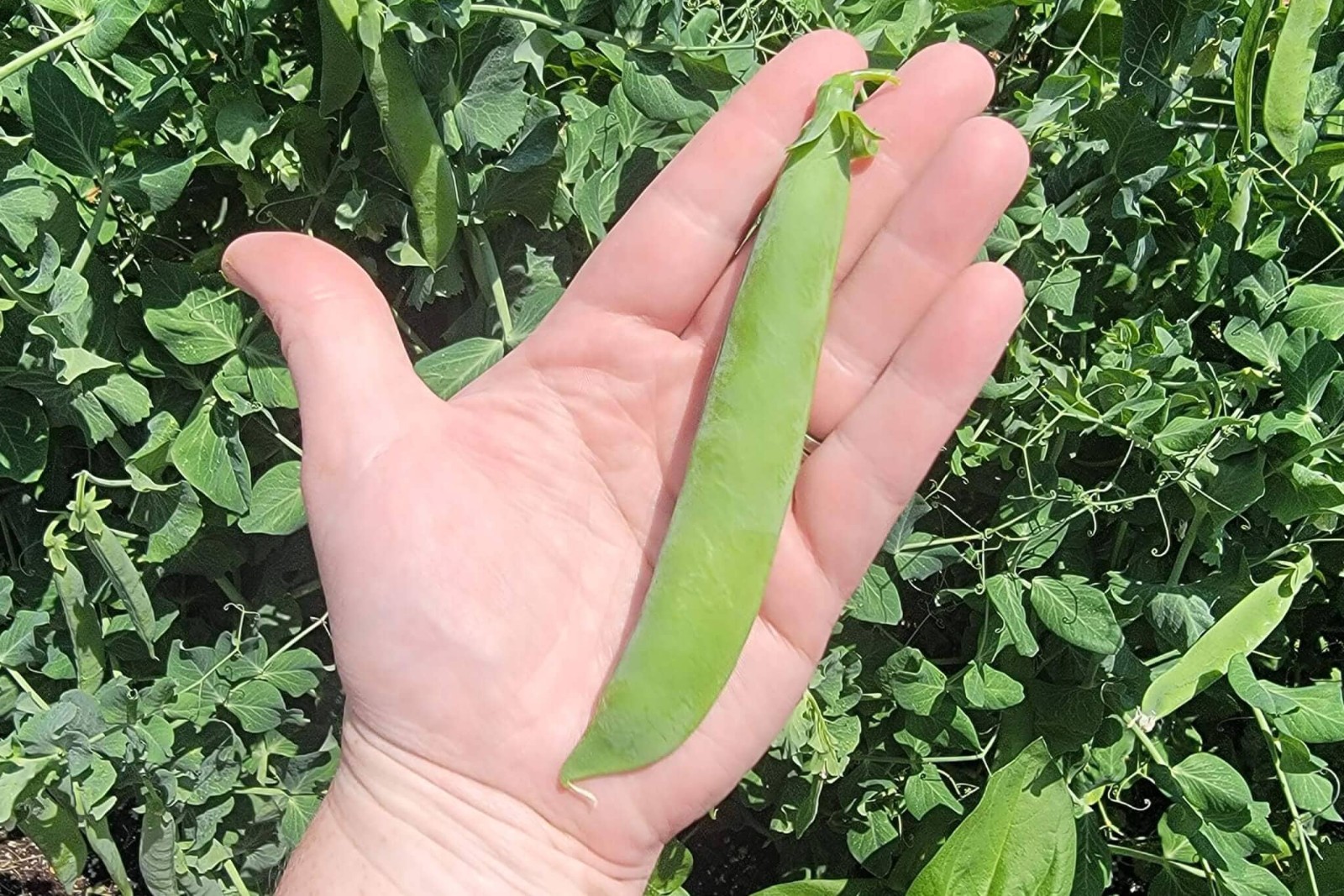 Mr Big Garden Treated Pea Seeds. FREE SHIPPING!