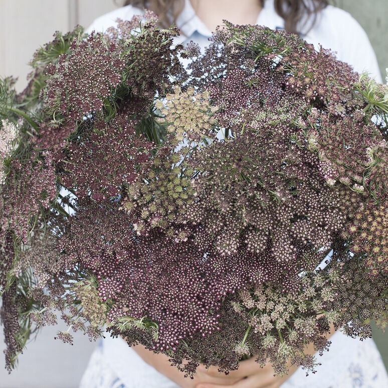 Queen Anne’s Lace Variety: Dara Daucus, White Dill, Green Mist