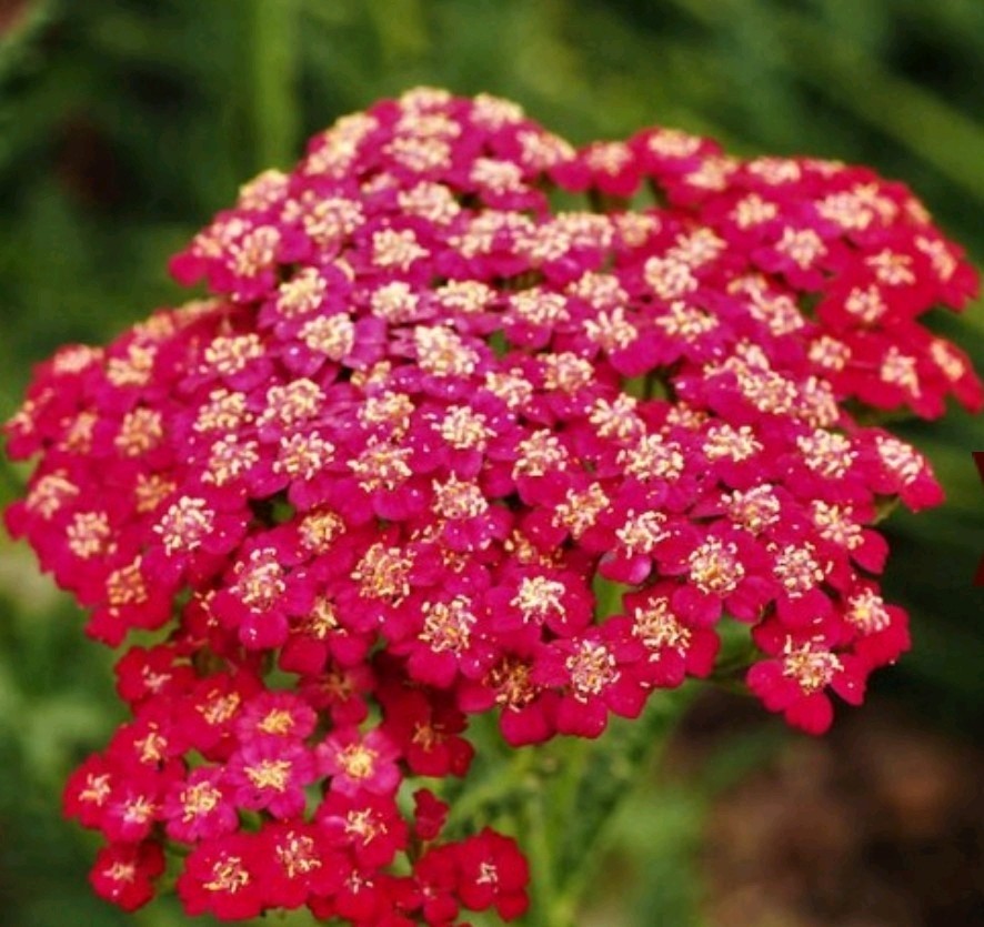 600+ Red Yarrow Seeds **Fresh Seeds** ~~Free Shipping ~~