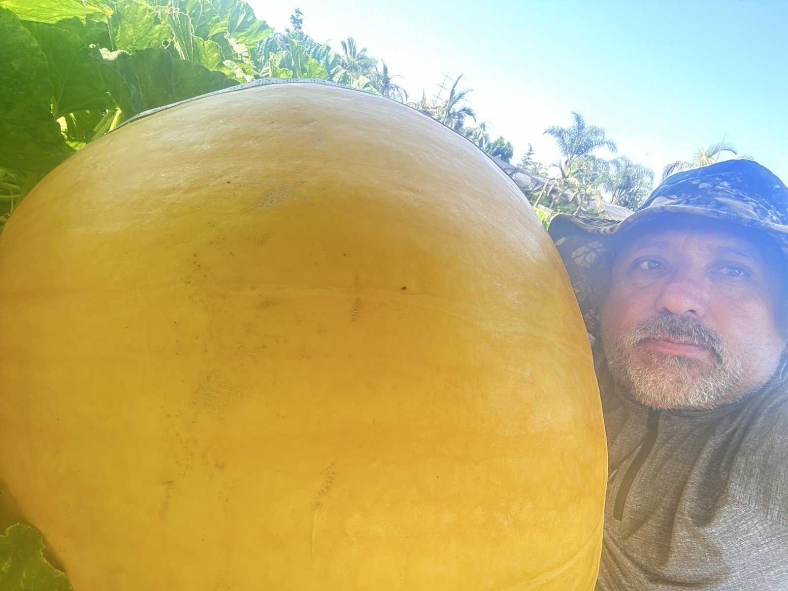calabazas gigantes con más de 1000 libras paquete de 2 semilla por $28