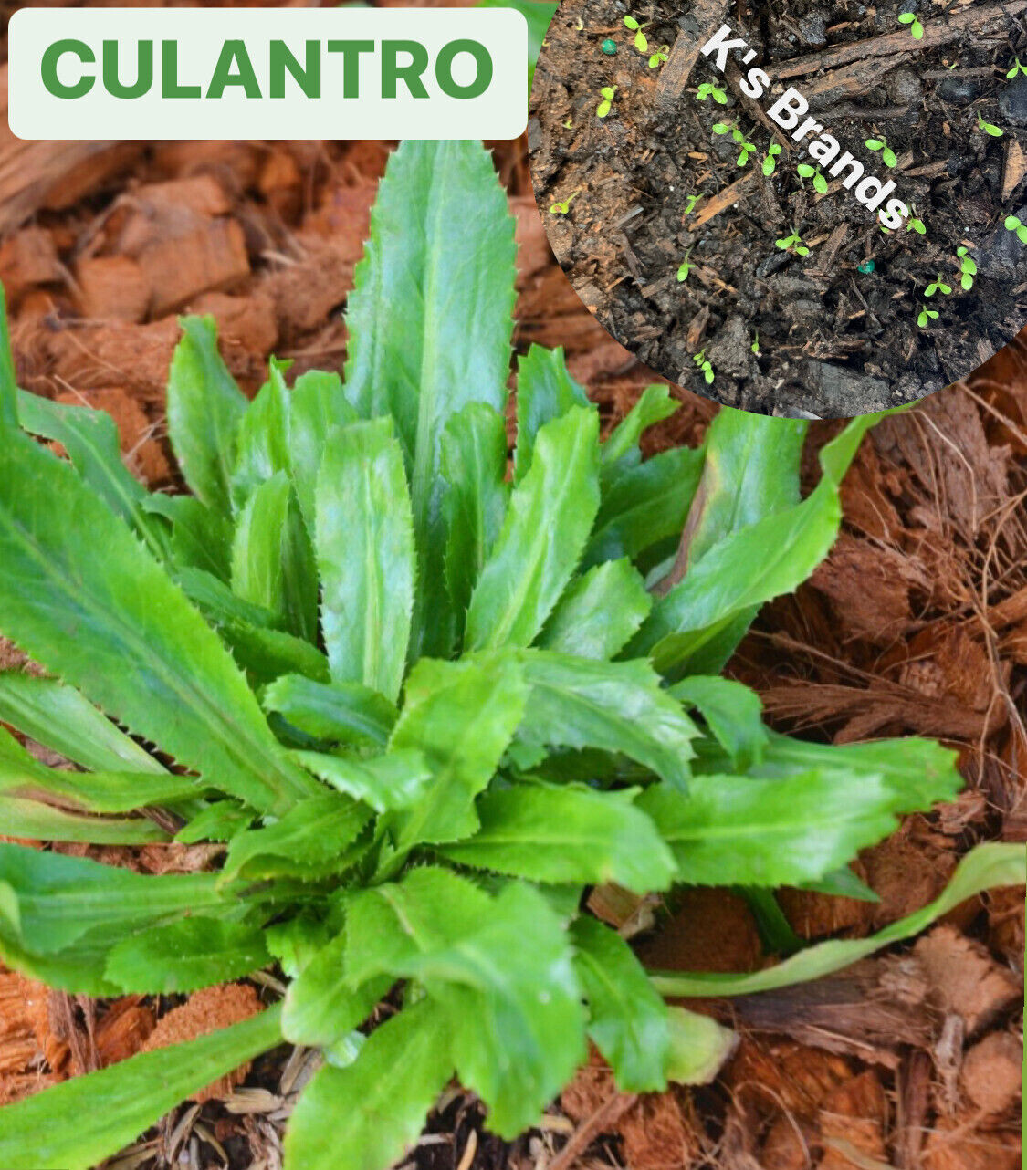 CULANTRO SEEDS-NGÒ GAI-MEXICAN CORIANDER-庫蘭特羅-PUERTO RICAN-THAI PARSLEY