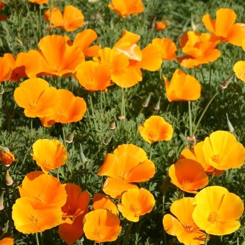 Classic Orange California Poppies Eschscholzia californica Fresh Ready To Plant