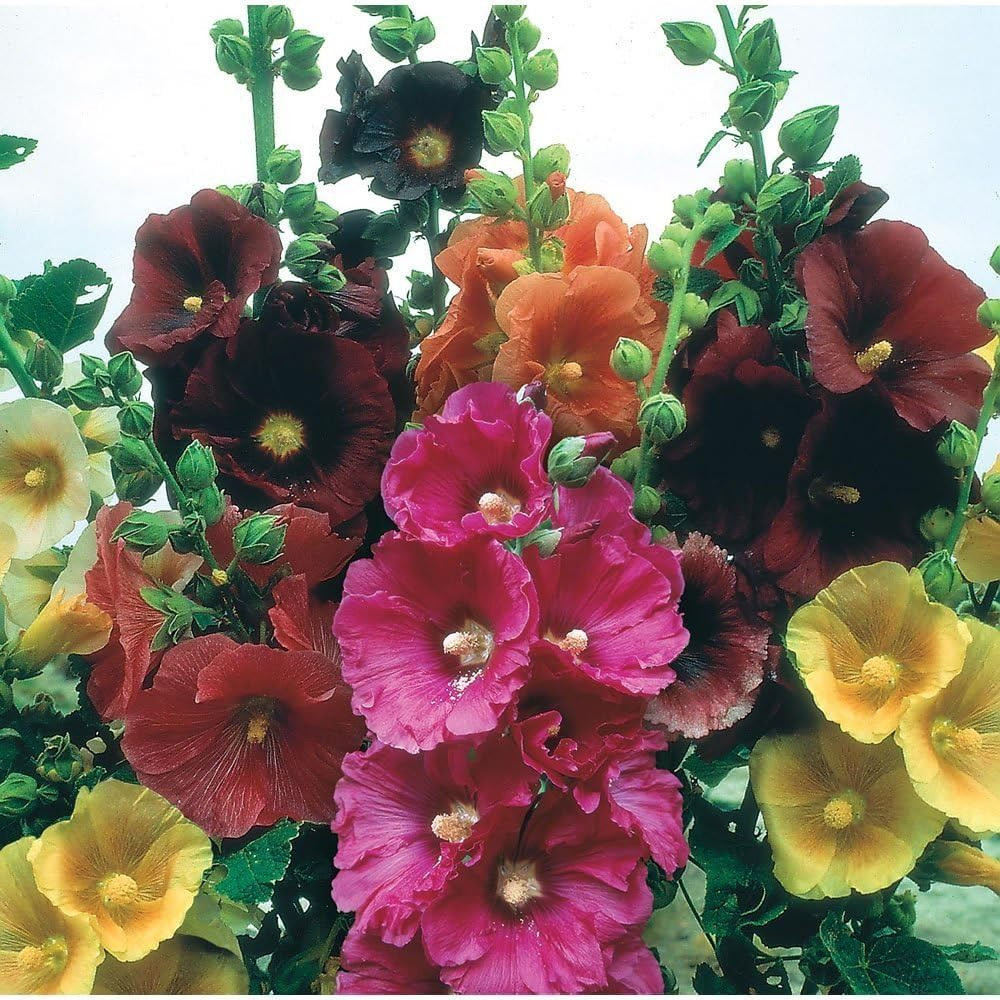 Hollyhock Seeds – GIANT DANISH MIX – Rare Biennial – 11 Feet Tall – 25 Seeds