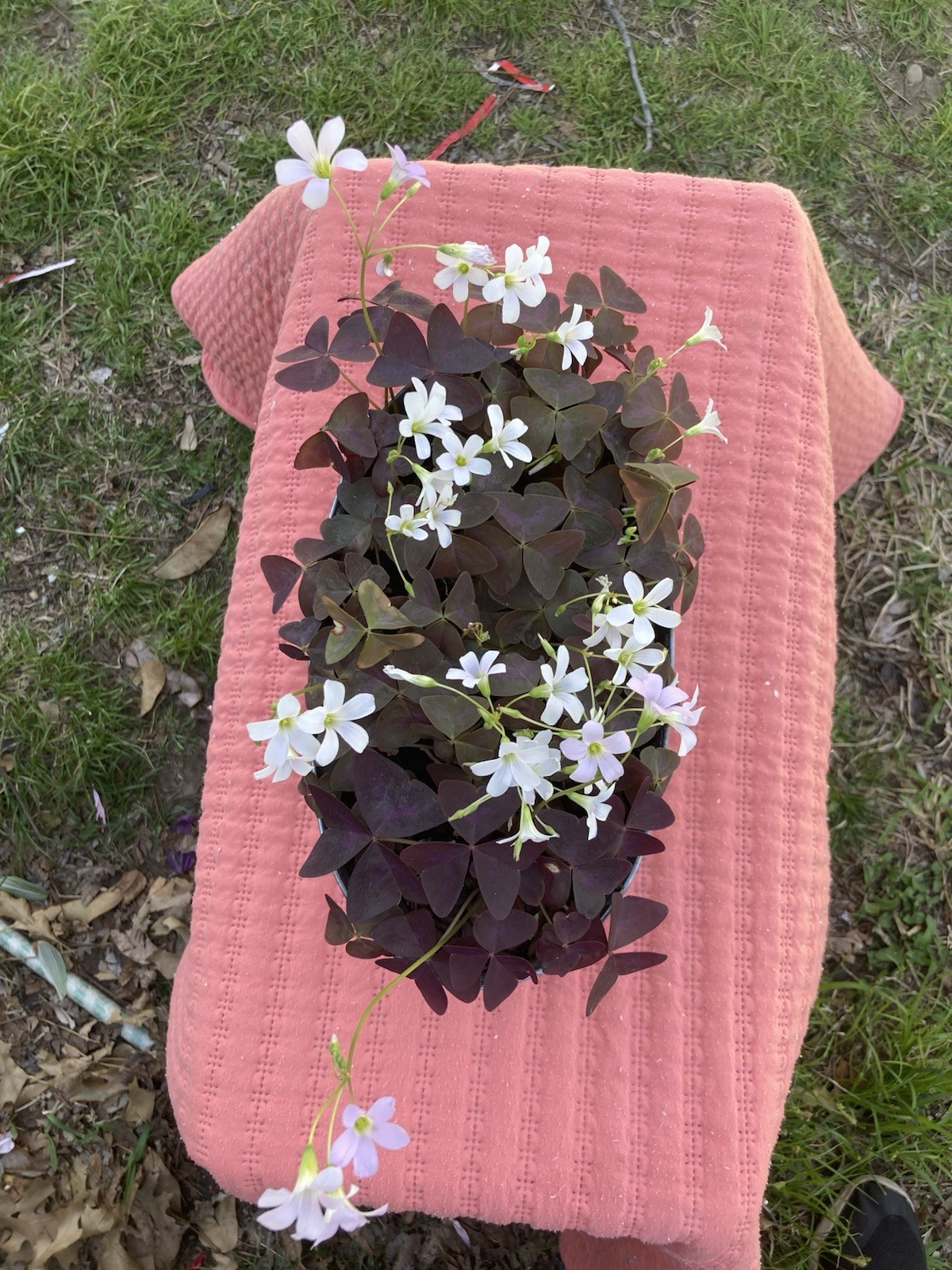 Oxalis Triangularis Purple shamrock rhizomes/bulbs