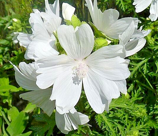 WHITE MUSK MALLOW 102 SEEDS, MALVA MOSCHATA ALBA, USA SELLR, EZ TO GROW