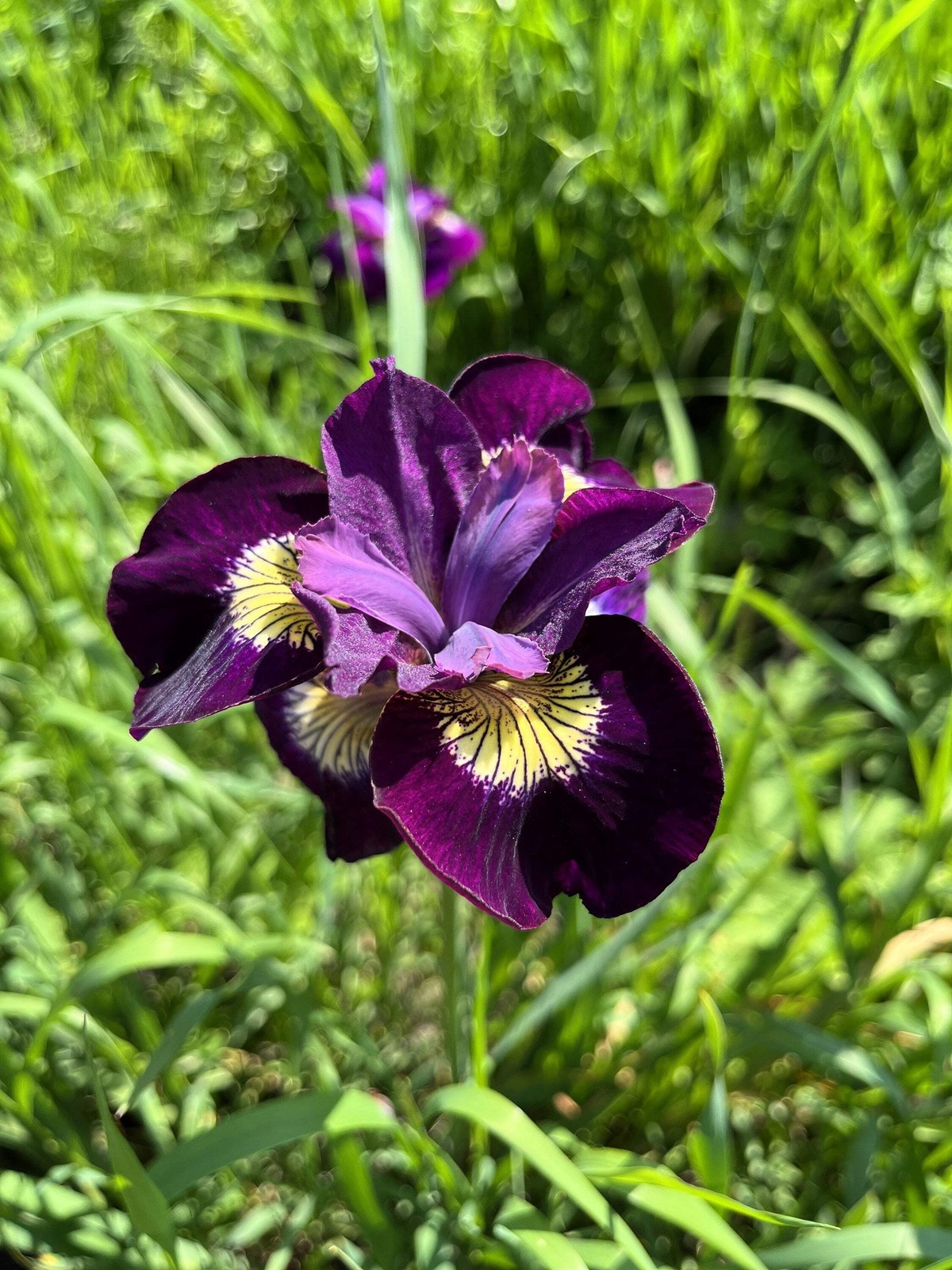 20 MIXED SIBERIAN IRIS Sibirica Iris Bicolor Blue Red White Purple Flower Seeds