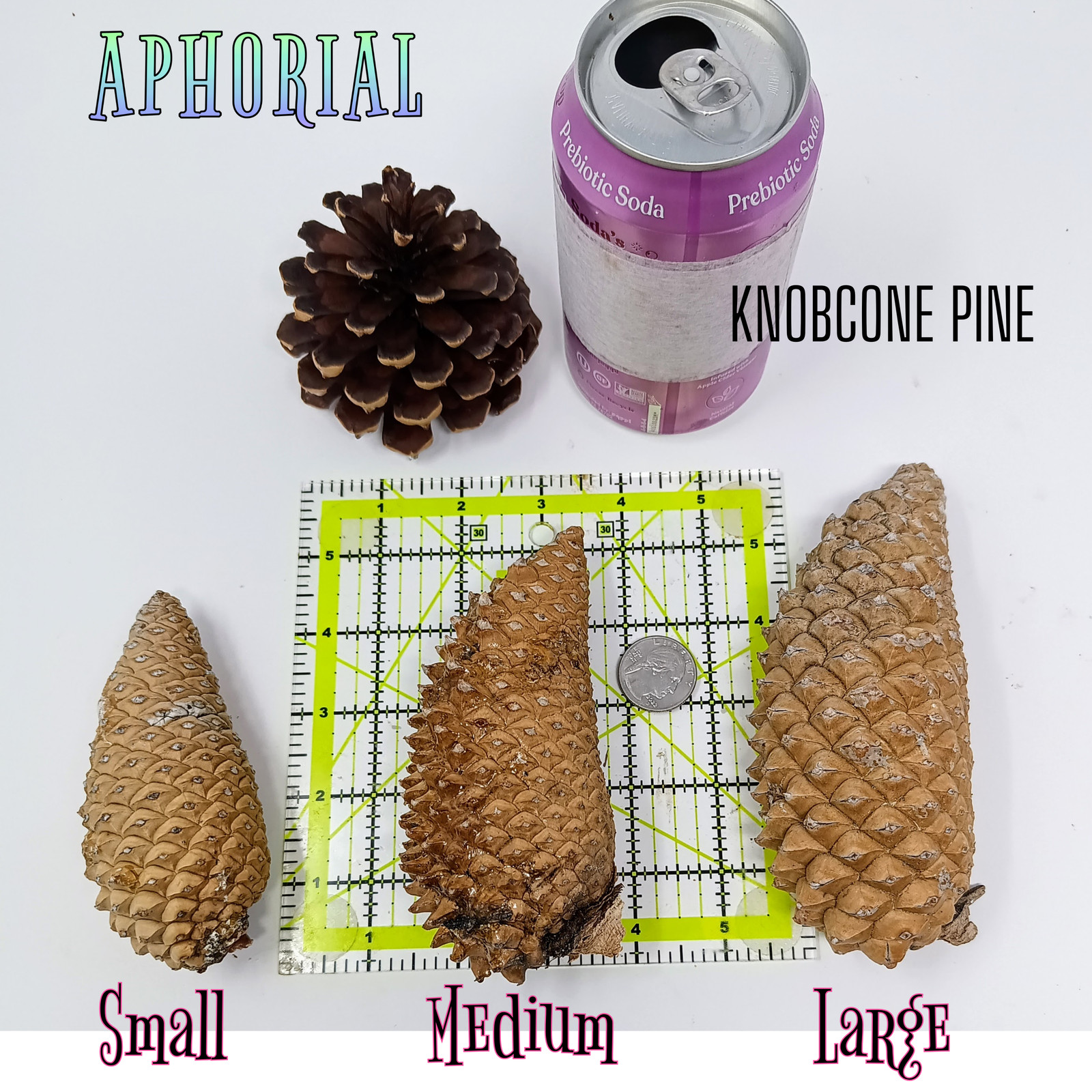 Whole Knobcone Pine Cone Pinus Attenuata Pinecones for Crafts Decorations Jewelr