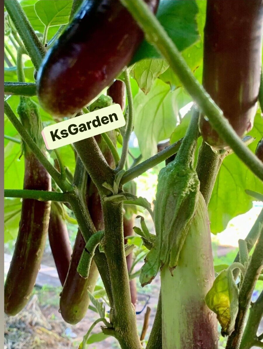 50+ PCS LONG PURPLE EGGPLANT SEEDS, HẠT CÀ TÍM DÀI, 紫茄子, 보라색 가지