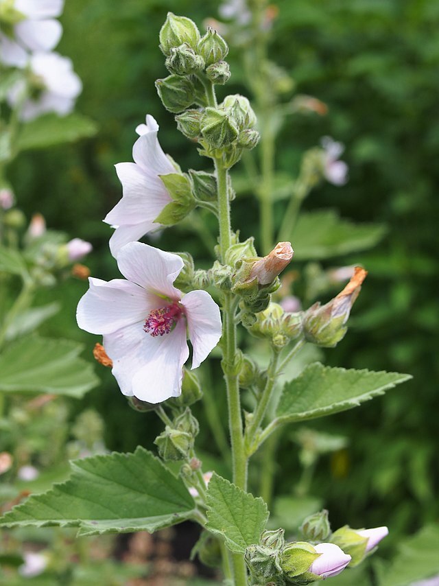 MARSHMALLOW Seeds *FREE Shipping!* Althaea officinalis Flowering Herb 100+ SEEDS