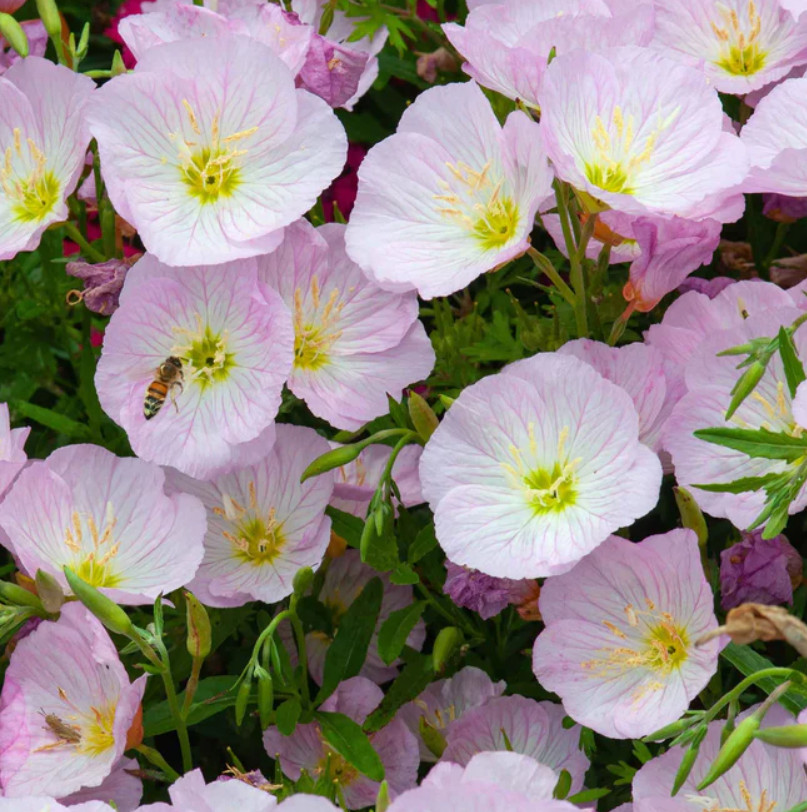 SHOWY EVENING PRIMROSE Perennial Native Pink Ladies Oenothera Non-GMO 1000 Seeds