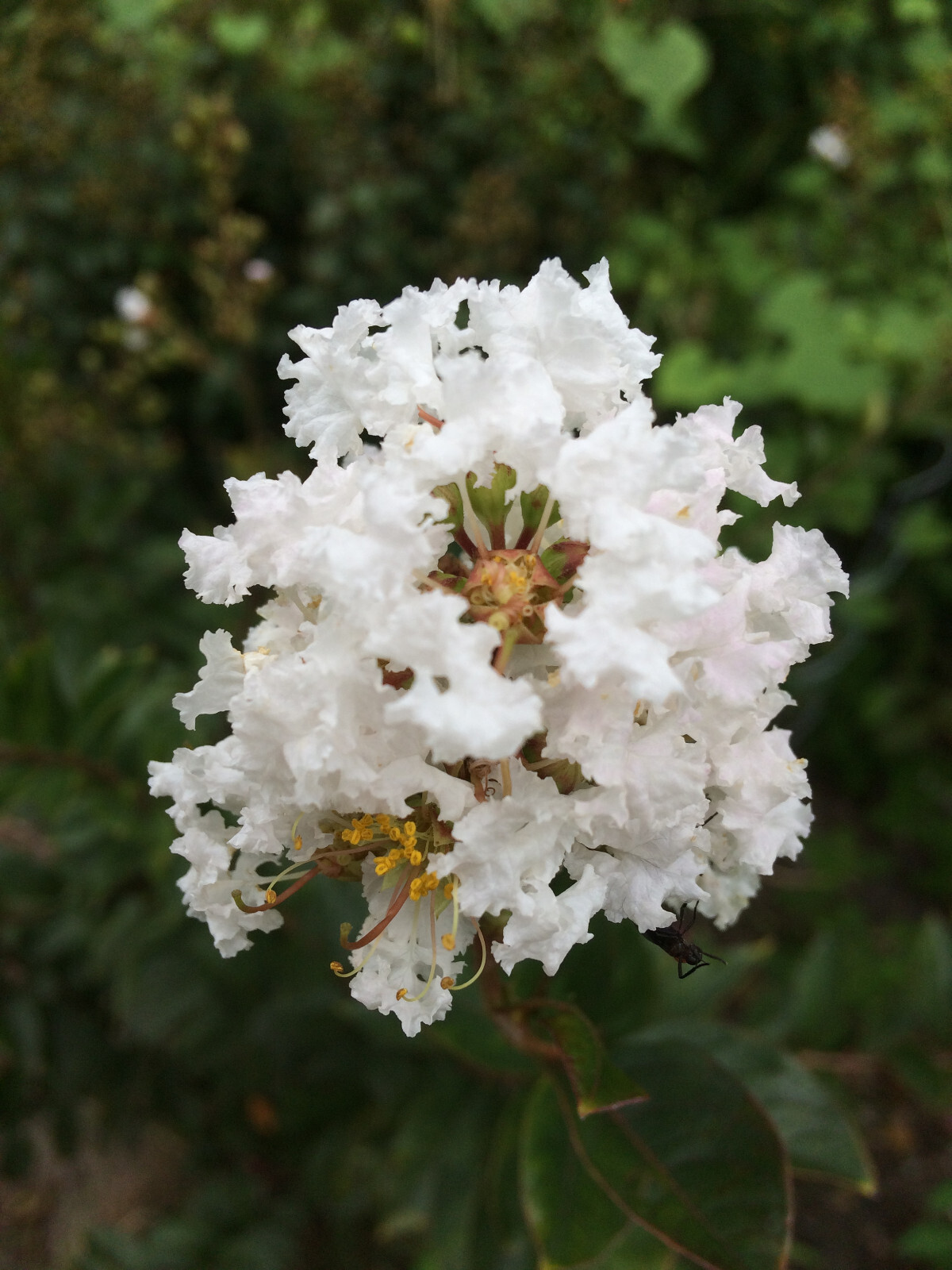 Lagerstroemia Crape Myrtle | White Chocolate | 10 seeds