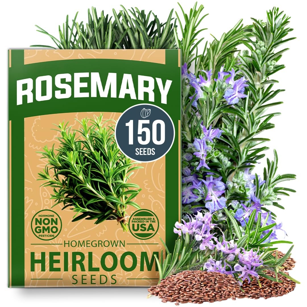 Non GMO Rosemary Seeds Pack 150 High Germinating Heirloom Herb Seeds for Pla…