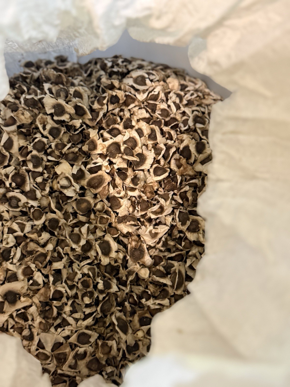 Moringa PKM1 Seeds USDA Certified | Nicaragua Sourced | 1 Pound 1lb