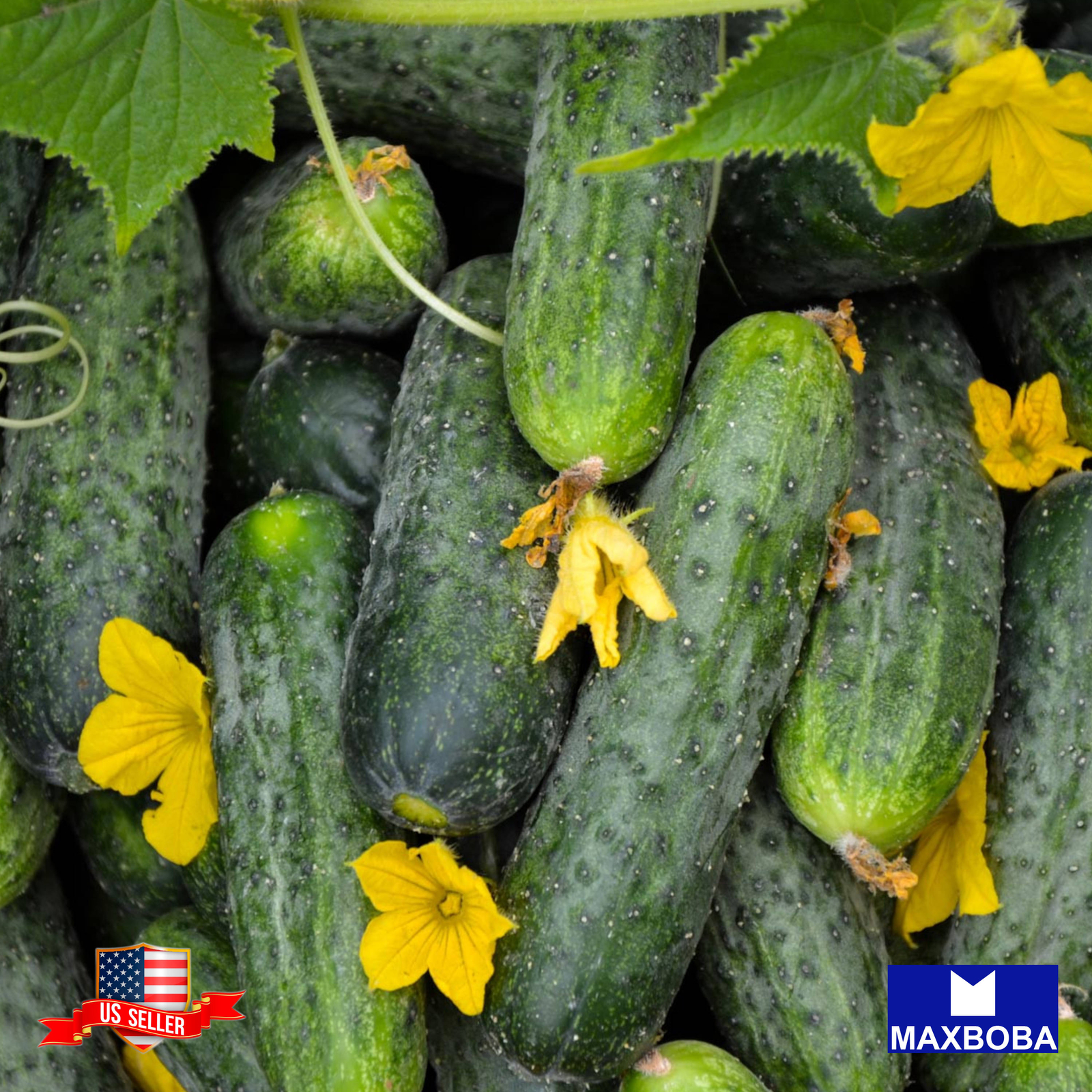 Cucumber Seeds Parisian Pickle Heirloom Vegetable Non-GMO