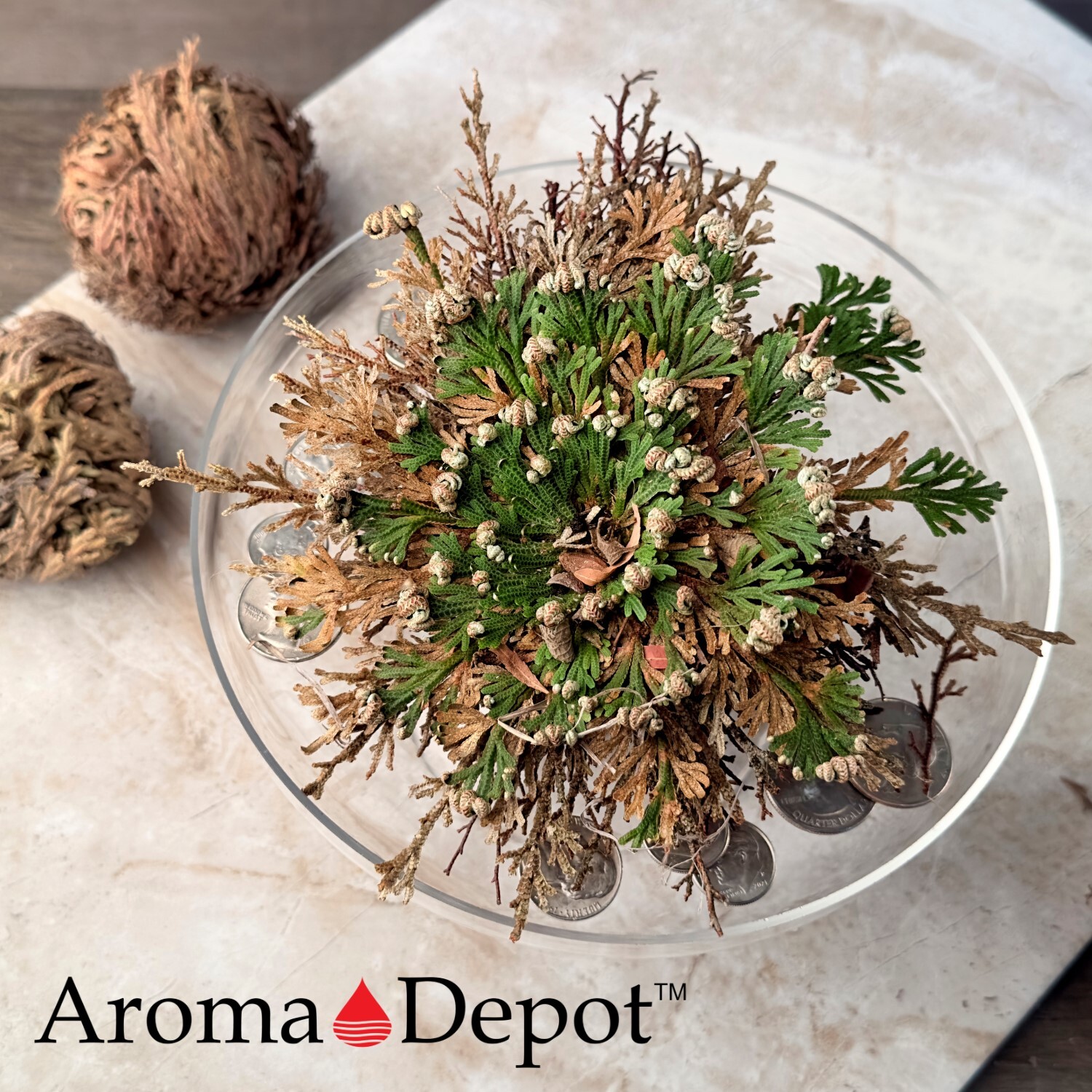 Rose of Jericho Flower Resurrection Rose Flor de Peña Selaginella Lepidoph Plant