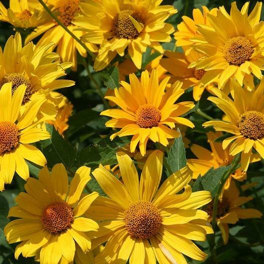 Sunflower SUNNY Mix Landscaper’s Pack Bulk Non-GMO Hummingbirds 250 Seeds!
