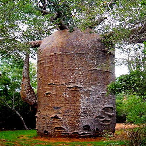 5 Baobab Seeds Adansonia digitata “Tree of Life” Rare Monkey Bread Bonsai Plant