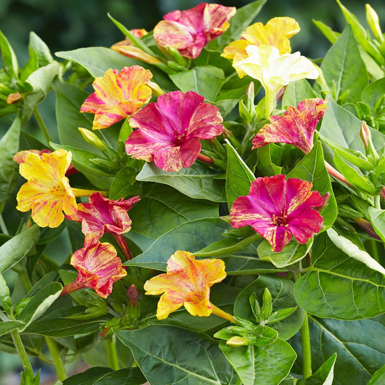 25 Marbles Mix 4 O’Clock Seeds Fragrant Flowers Perennial Mirabilis Jalapa
