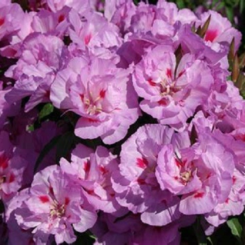 Lilac Godetia (Clarkia amoena) Satin Flowers Fresh Heirloom Seeds Non-GMO